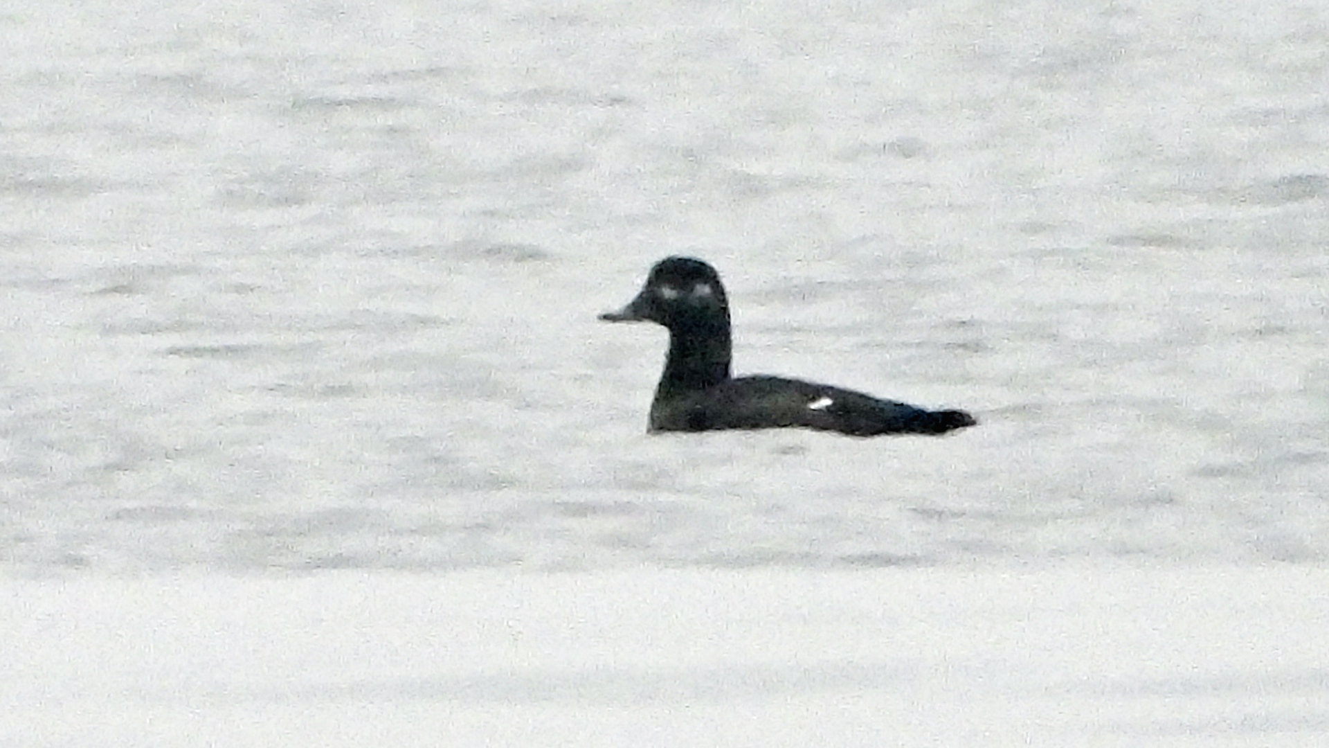 Kadife ördek