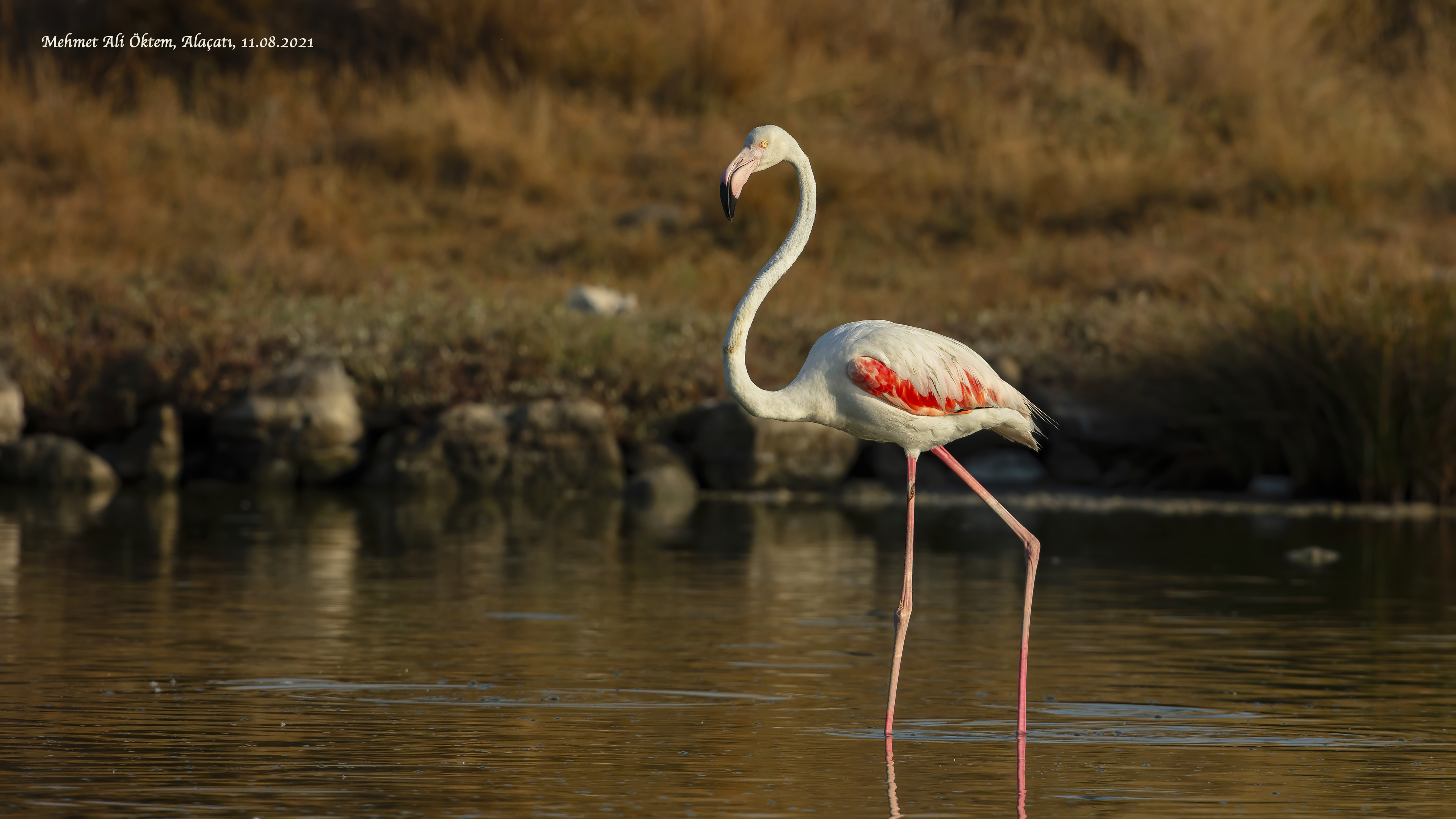Flamingo