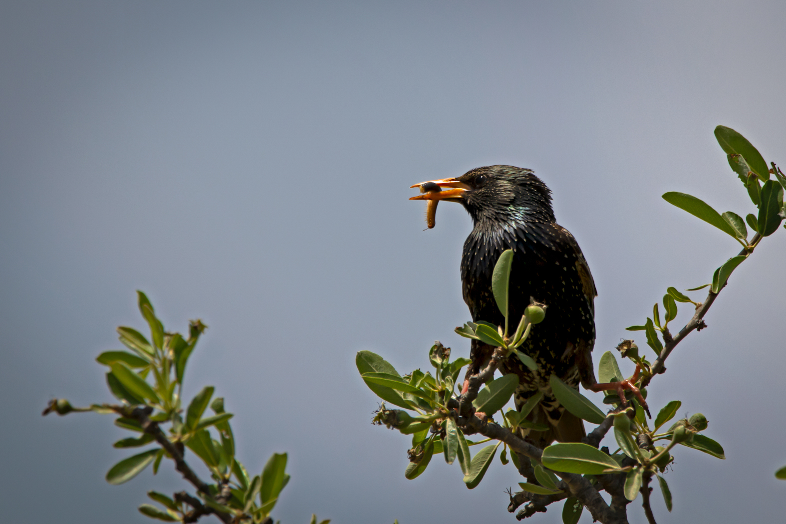 Sığırcık
