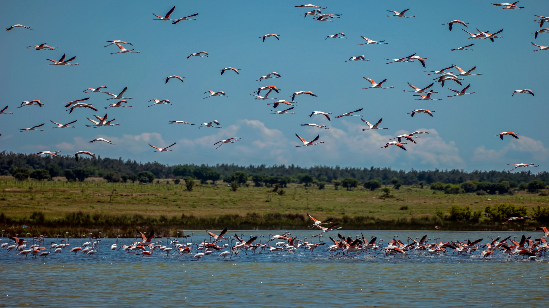 Flamingo