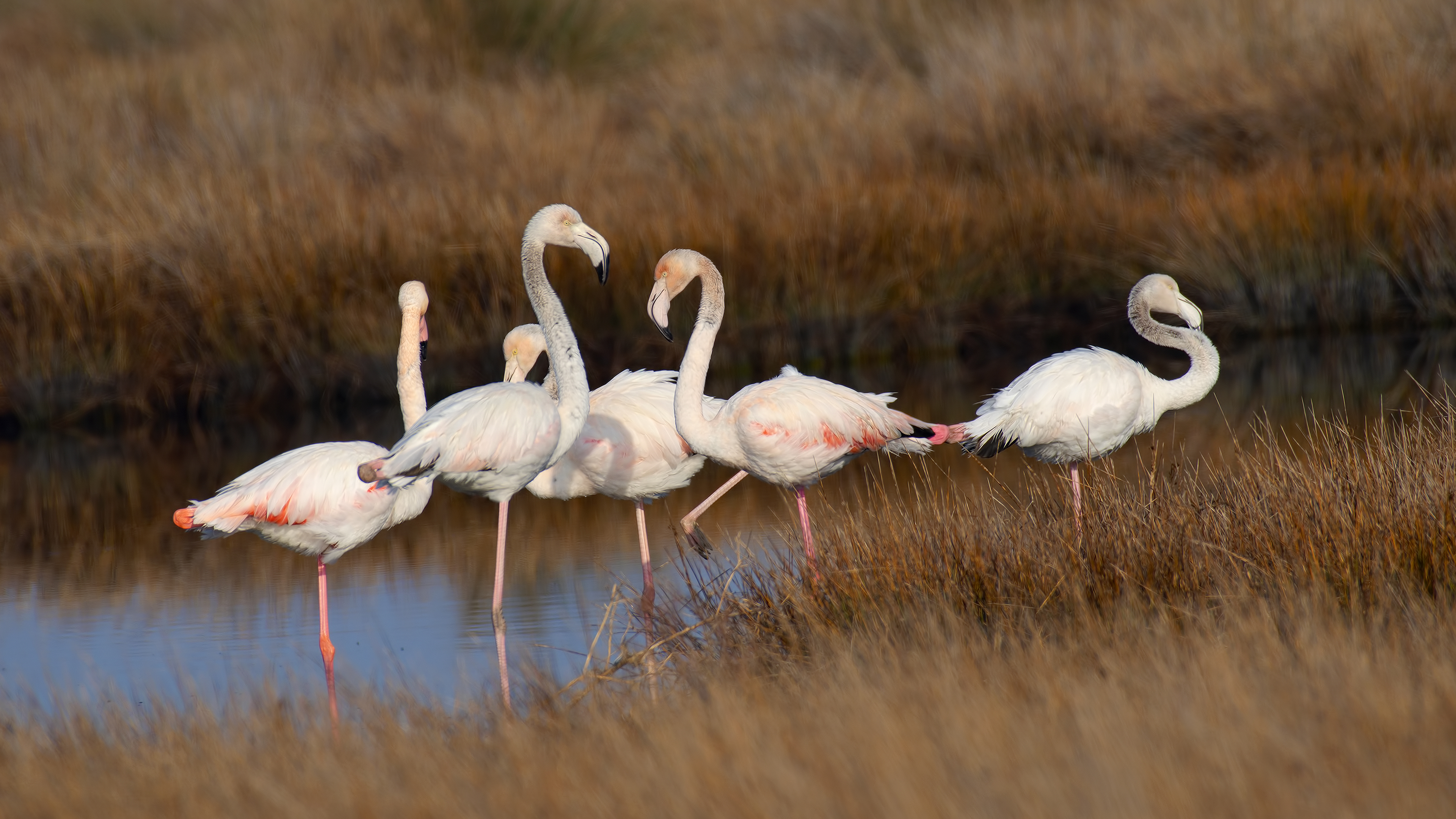 Flamingo