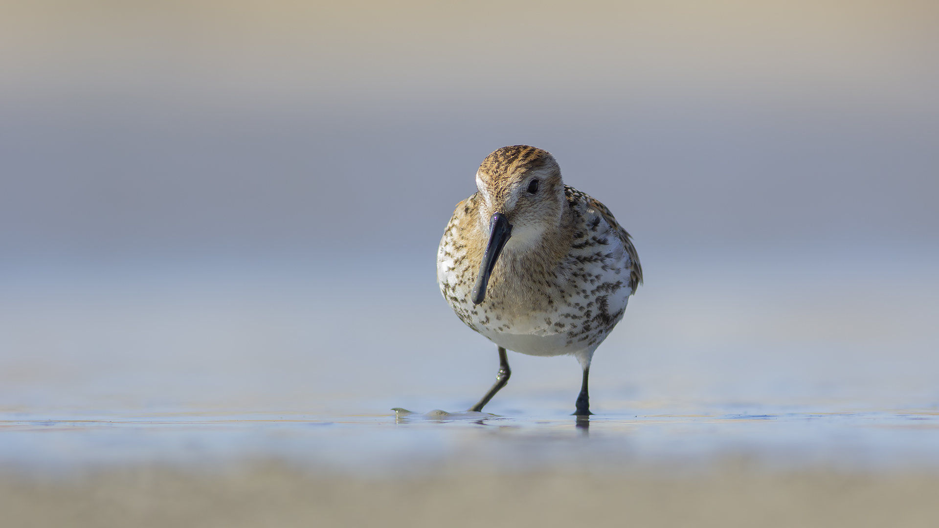 Karakarınlı kumkuşu » Dunlin » Calidris alpina