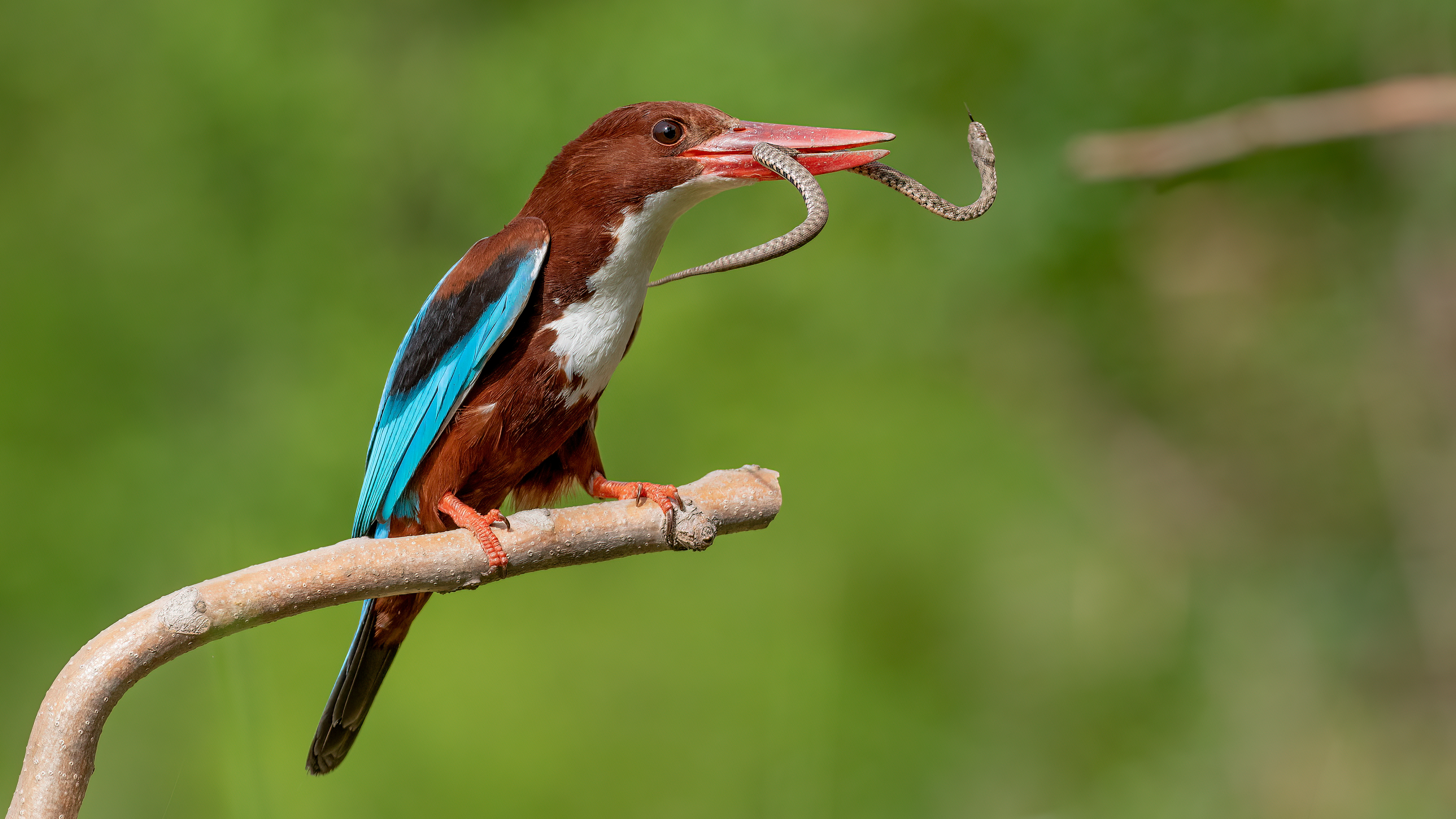 İzmir yalıçapkını » White-throated Kingfisher » Halcyon smyrnensis