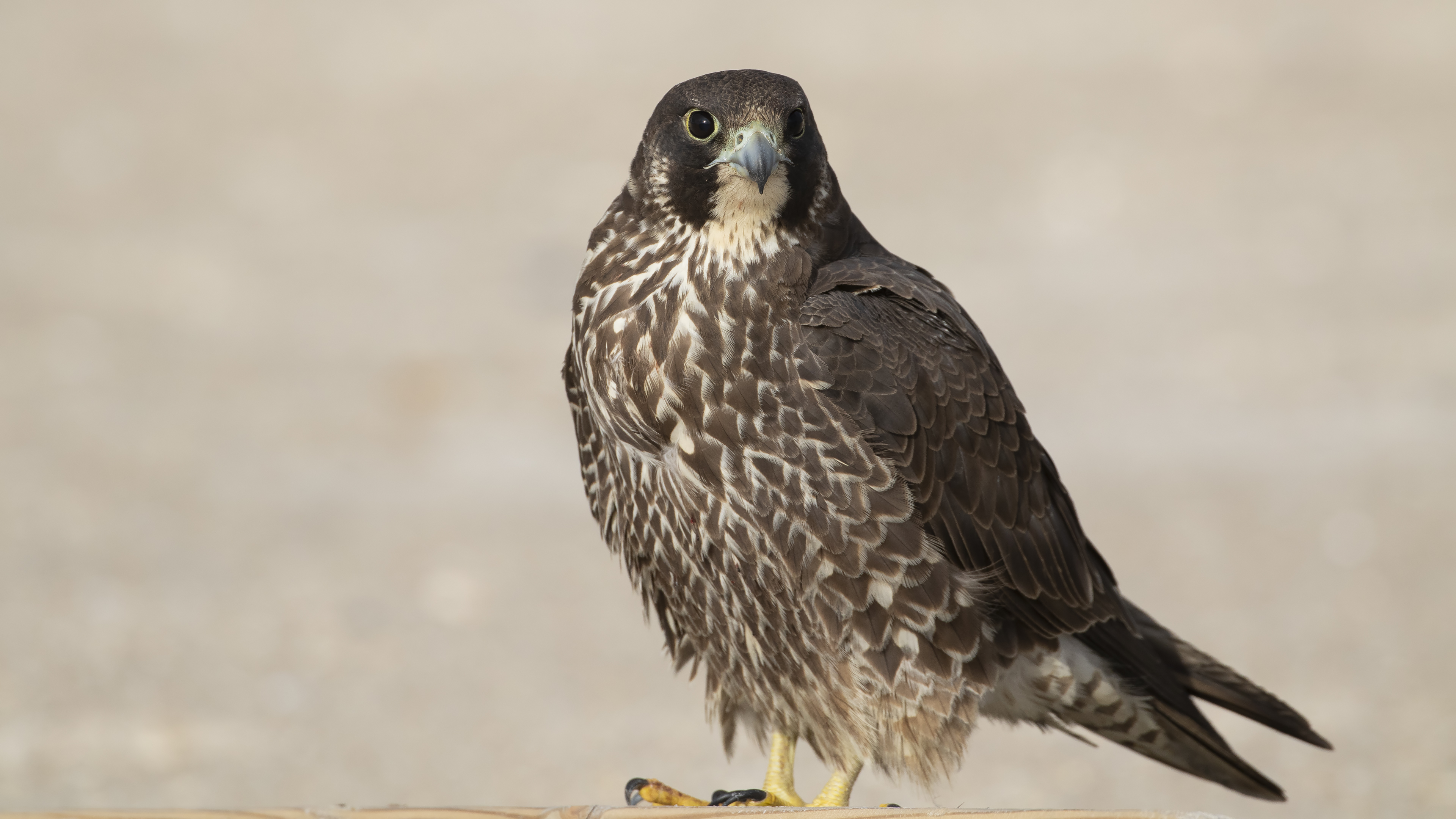 Gök doğan » Peregrine Falcon » Falco peregrinus