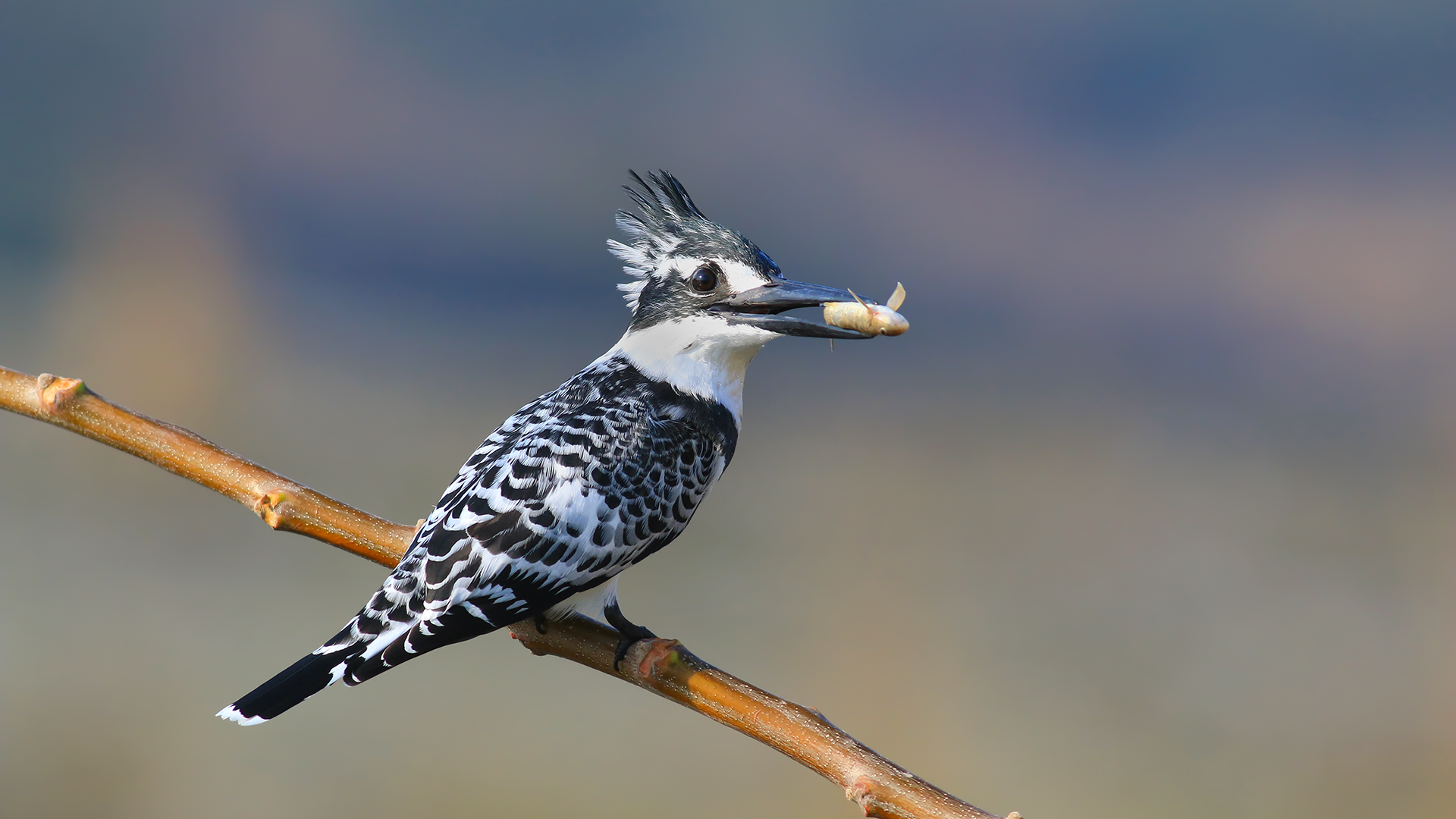 Alaca yalıçapkını » Pied Kingfisher » Ceryle rudis