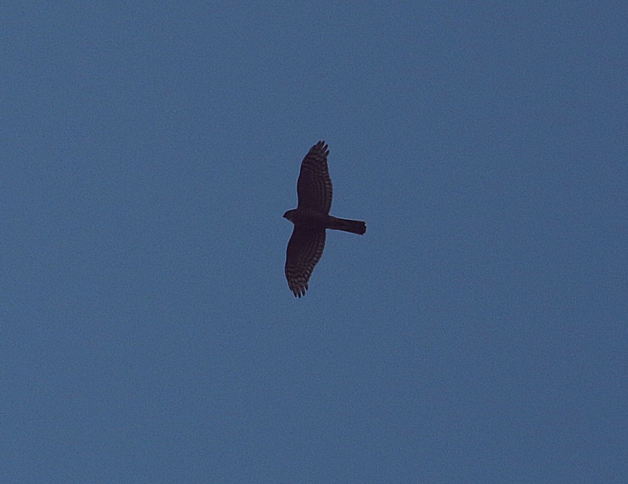 Atmaca