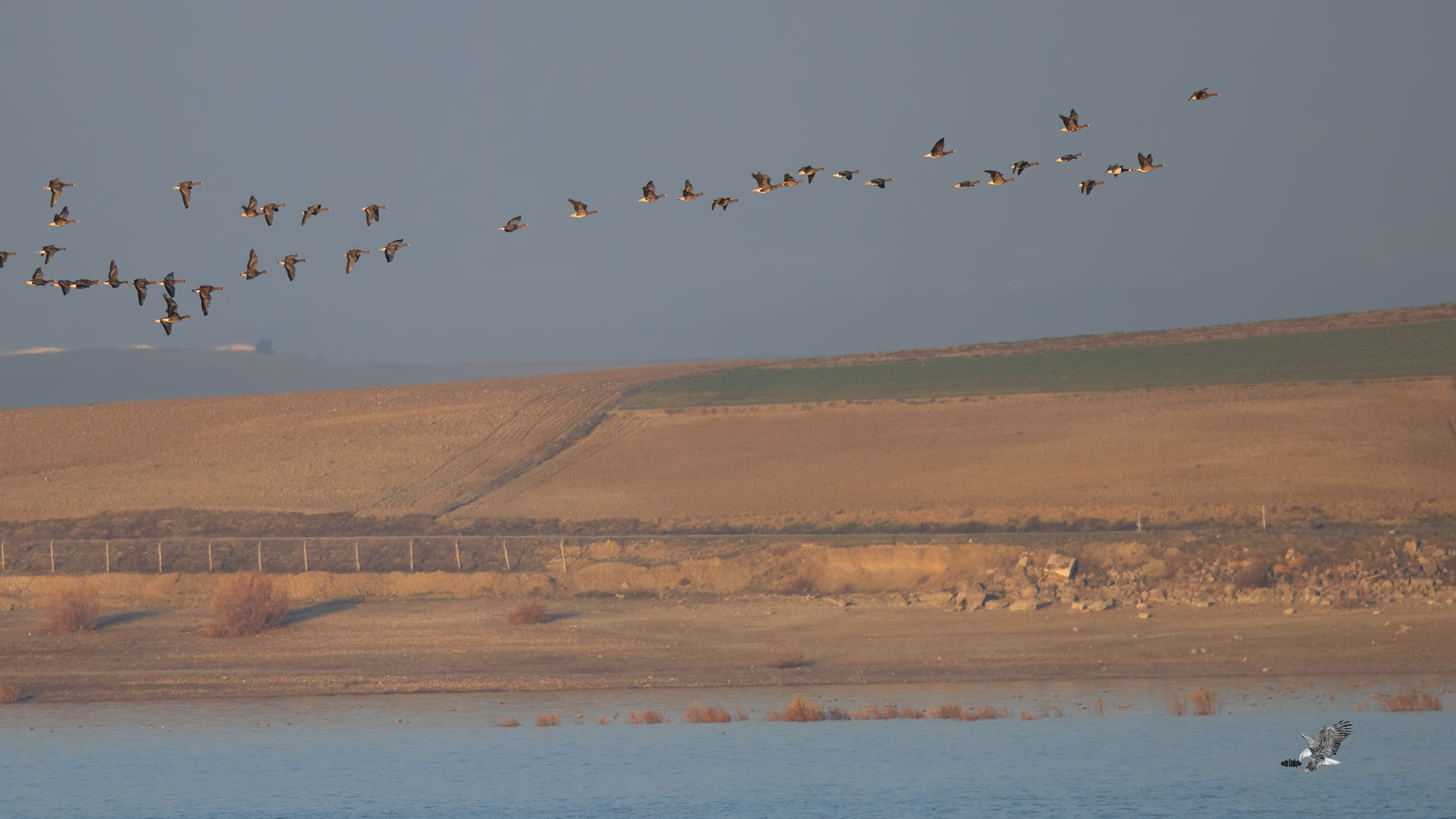 Akyanaklı kaz