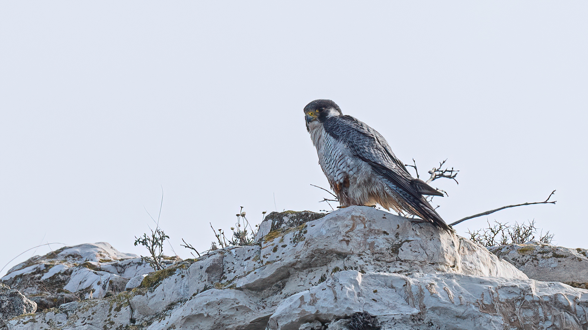 Gök doğan » Peregrine Falcon » Falco peregrinus