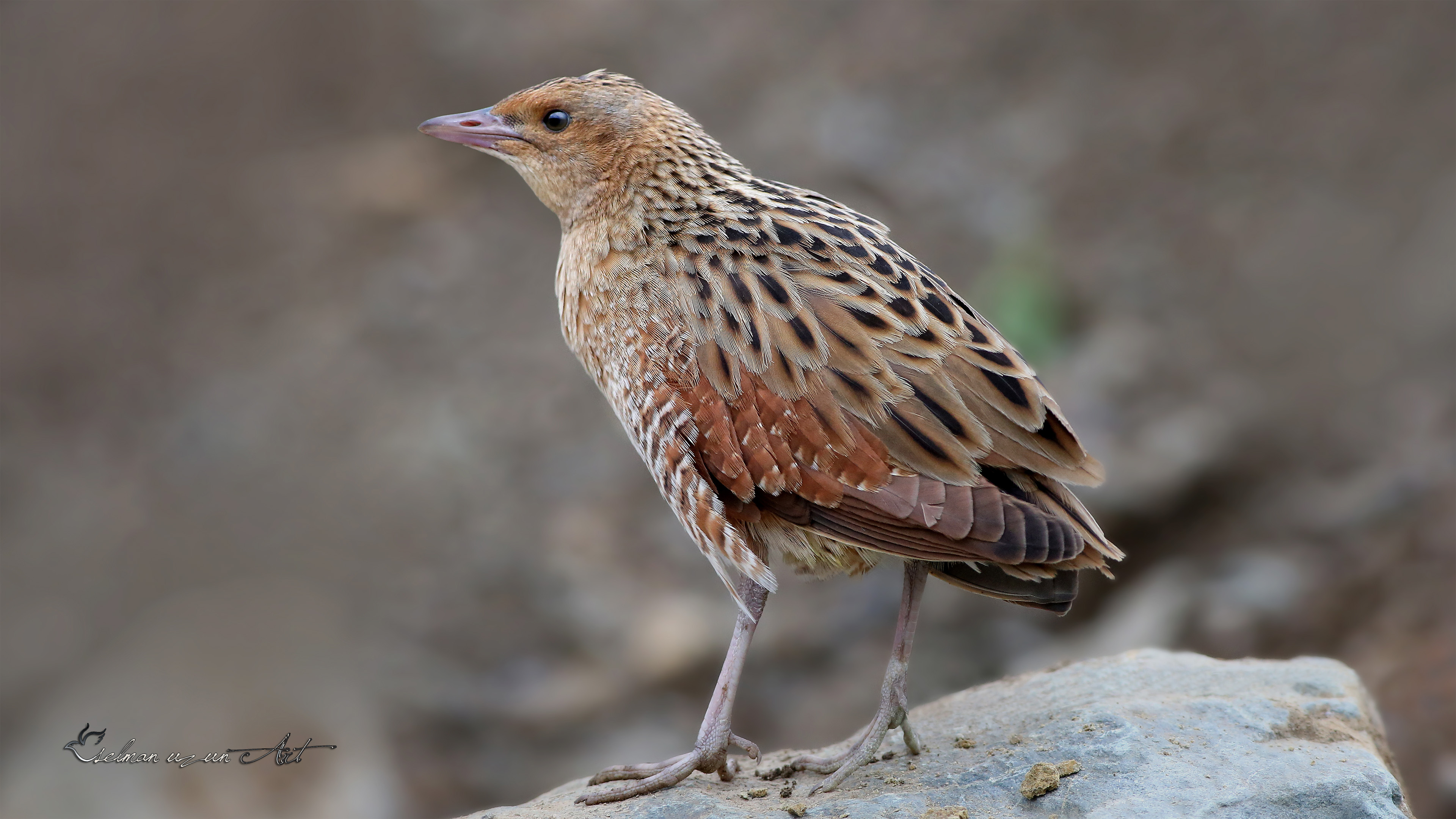 Bıldırcınkılavuzu » Corn Crake » Crex crex