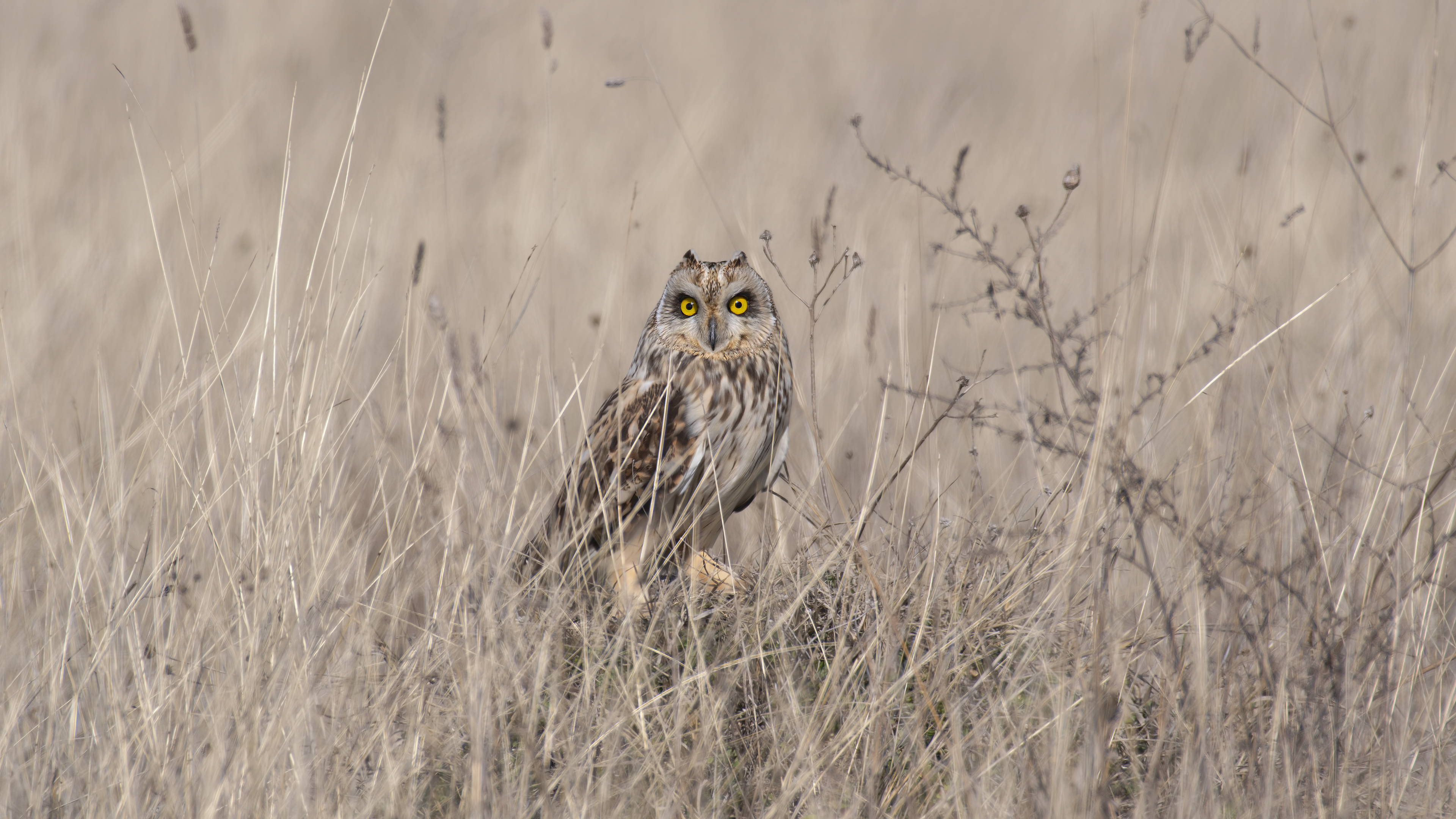 Kır baykuşu » Short-eared Owl » Asio flammeus