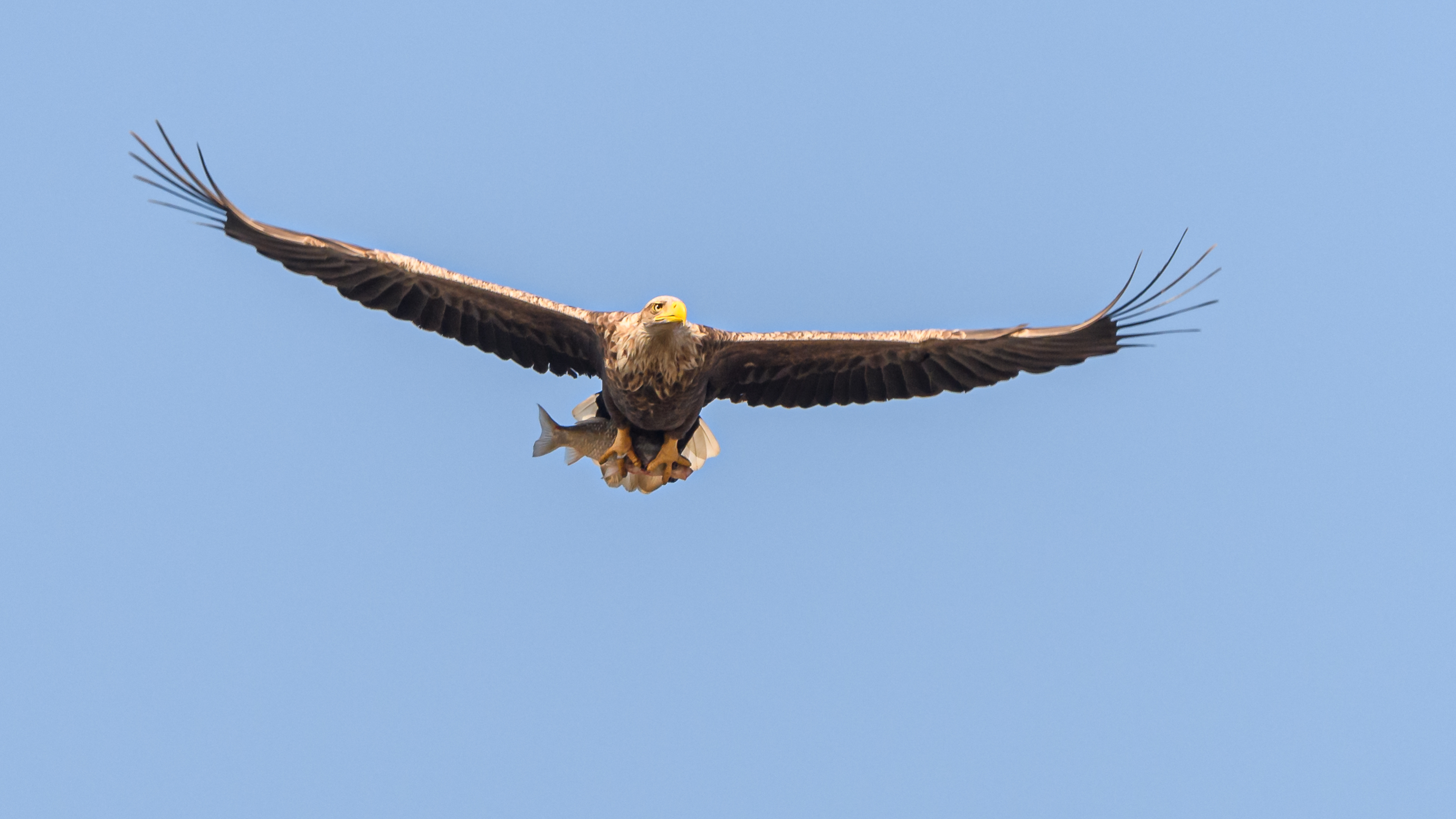 Akkuyruklu kartal » White-tailed Eagle » Haliaeetus albicilla