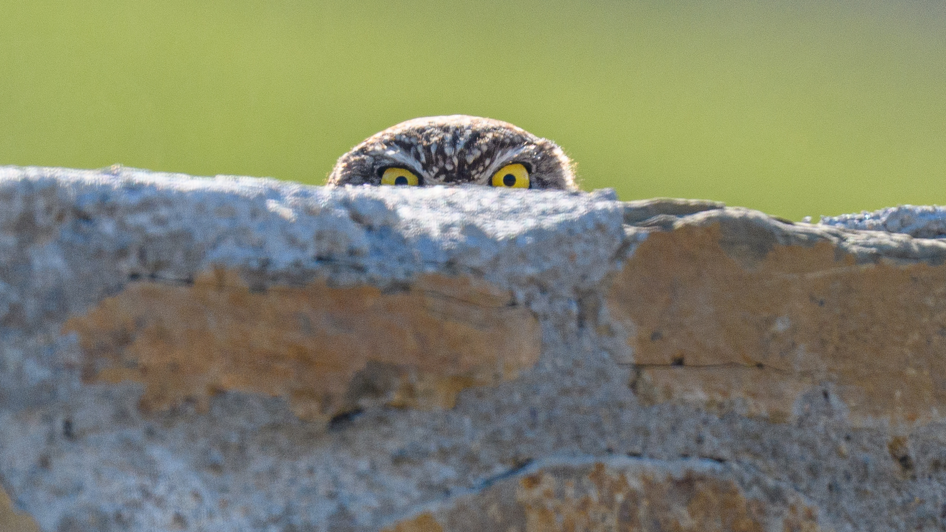 Kukumav » Little Owl » Athene noctua