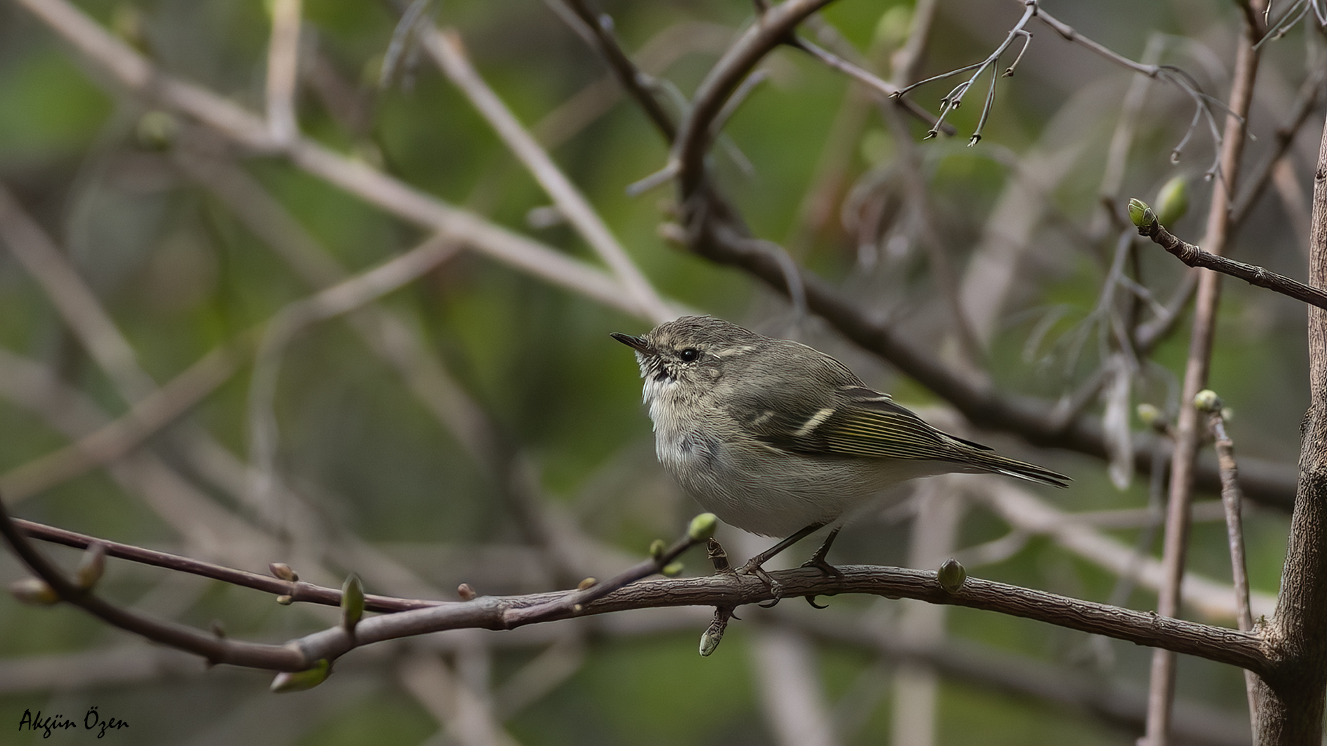 Akkaşlı çıvgın » Hume`s Leaf Warbler » Phylloscopus humei
