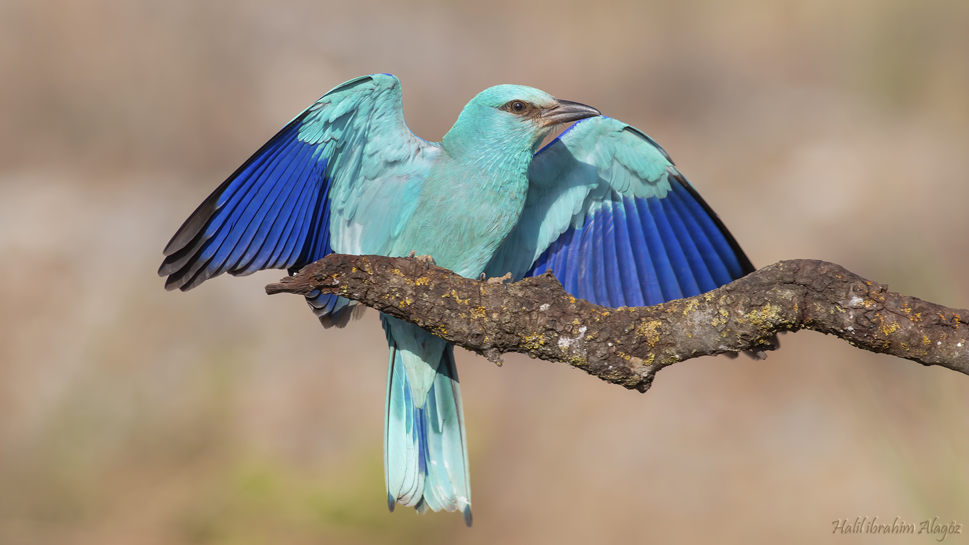Gökkuzgun » European Roller » Coracias garrulus
