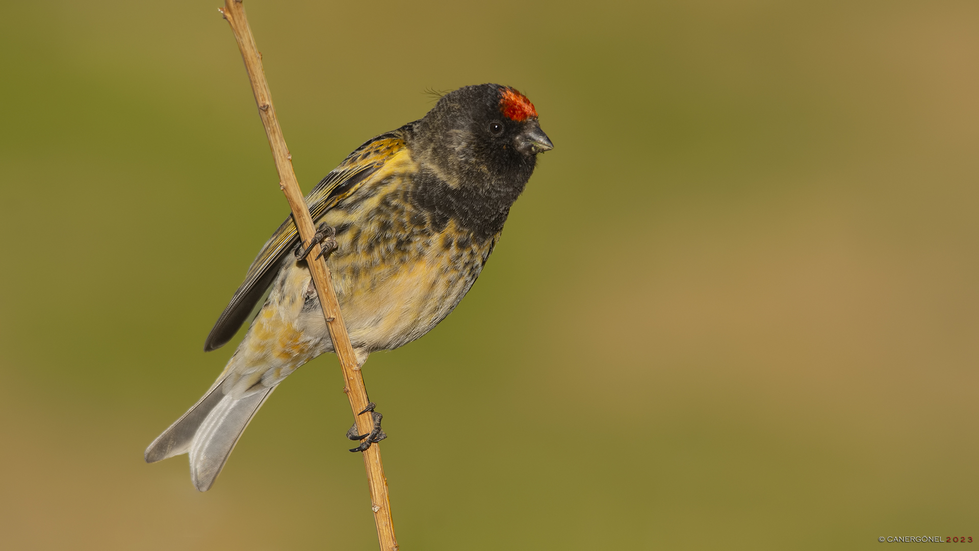 Kara iskete » Red-fronted Serin » Serinus pusillus
