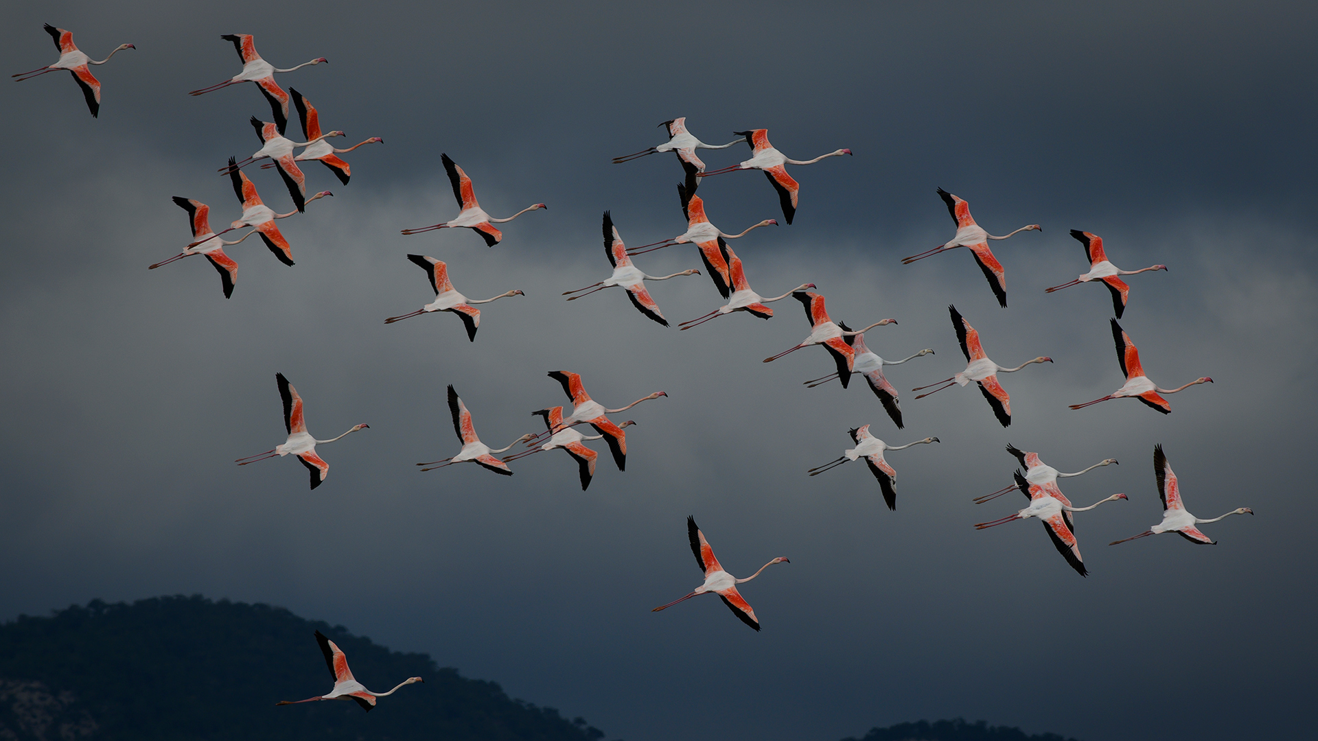 Flamingo