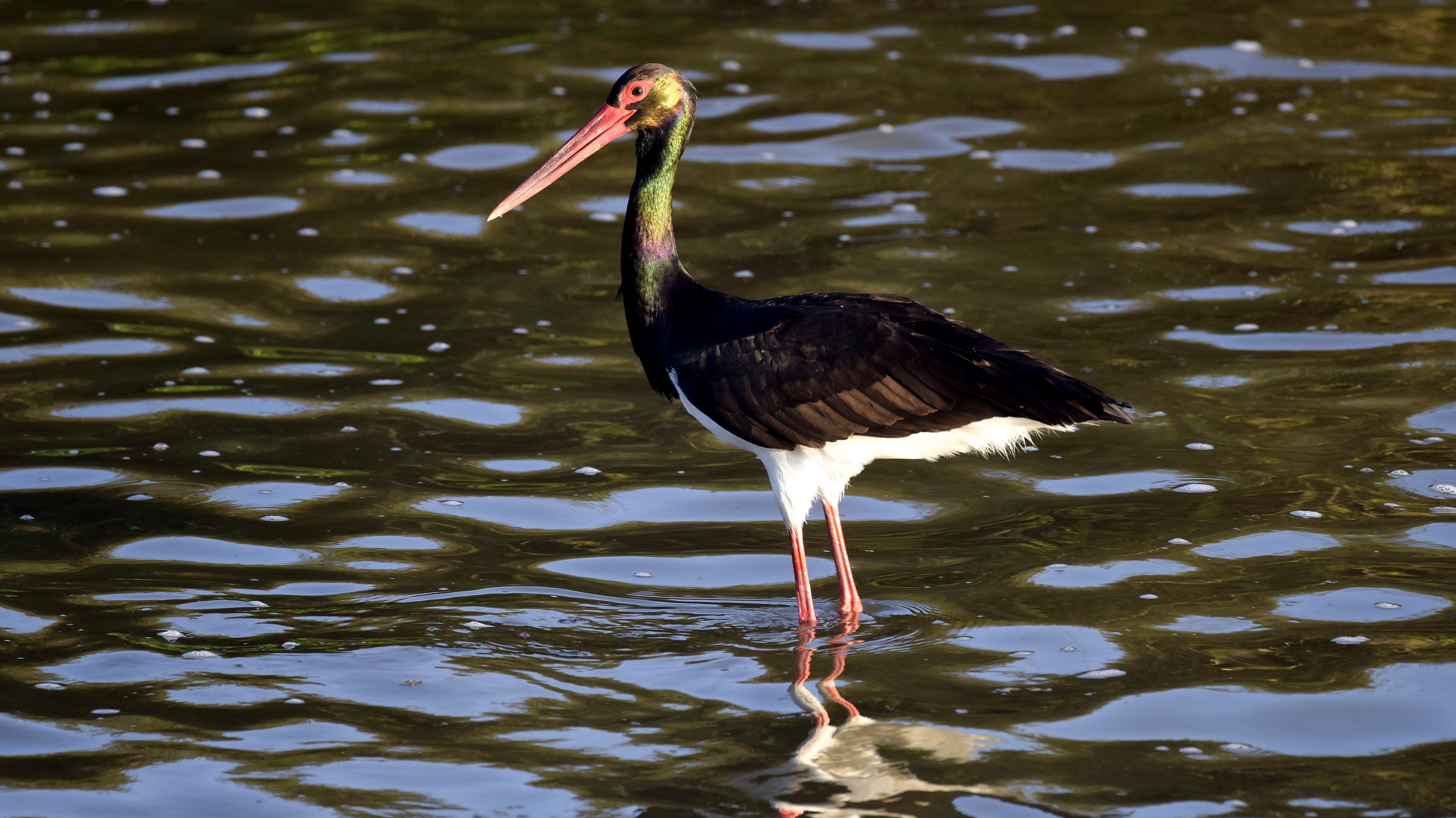 Kara leylek » Black Stork » Ciconia nigra