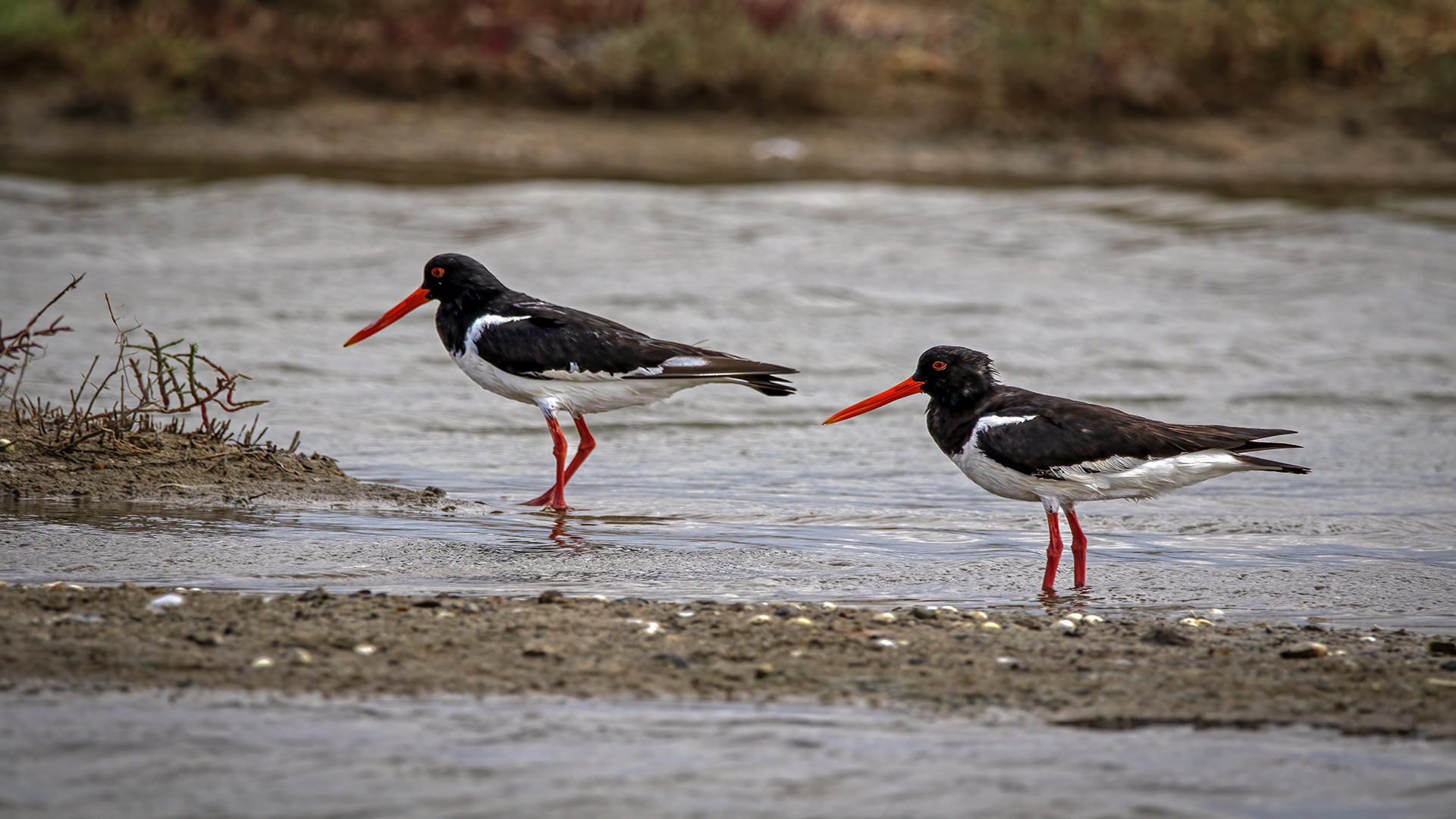 Poyrazkuşu » Eurasian Oystercatcher » Haematopus ostralegus