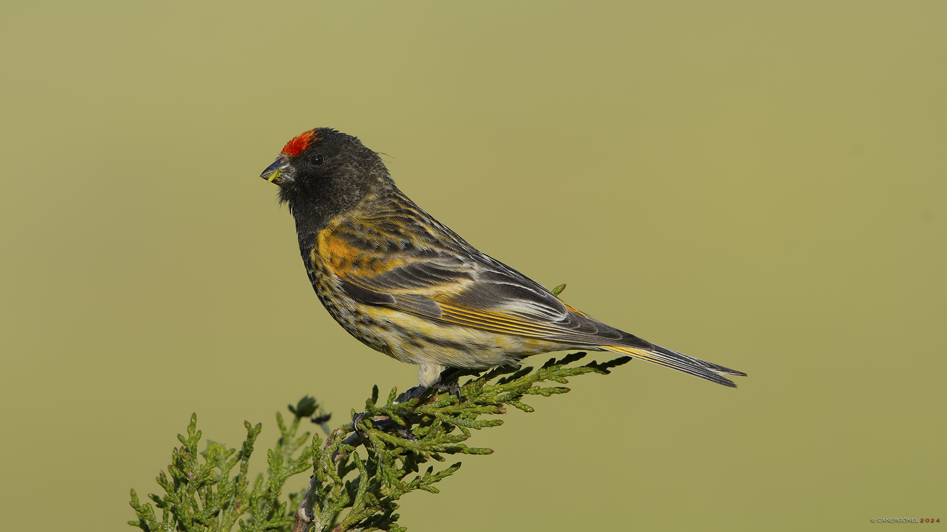Kara iskete » Red-fronted Serin » Serinus pusillus