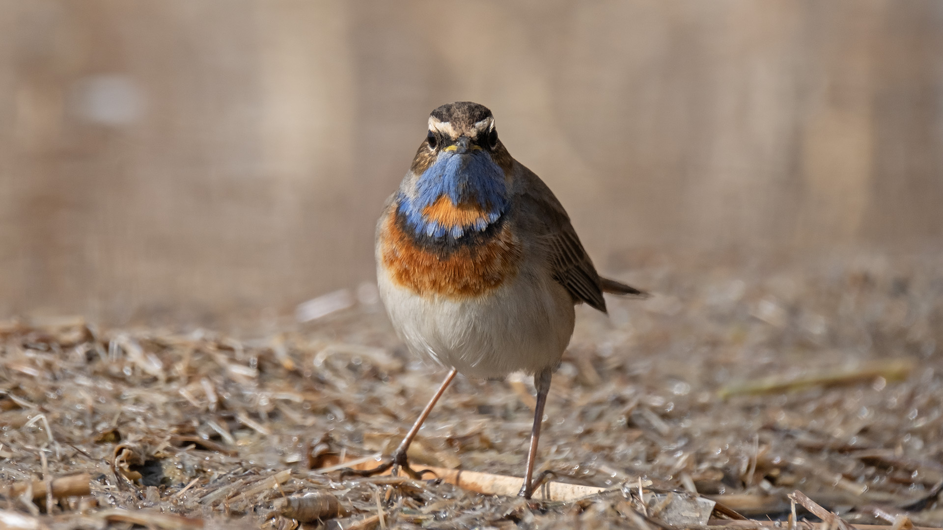Mavigerdan » Bluethroat » Luscinia svecica