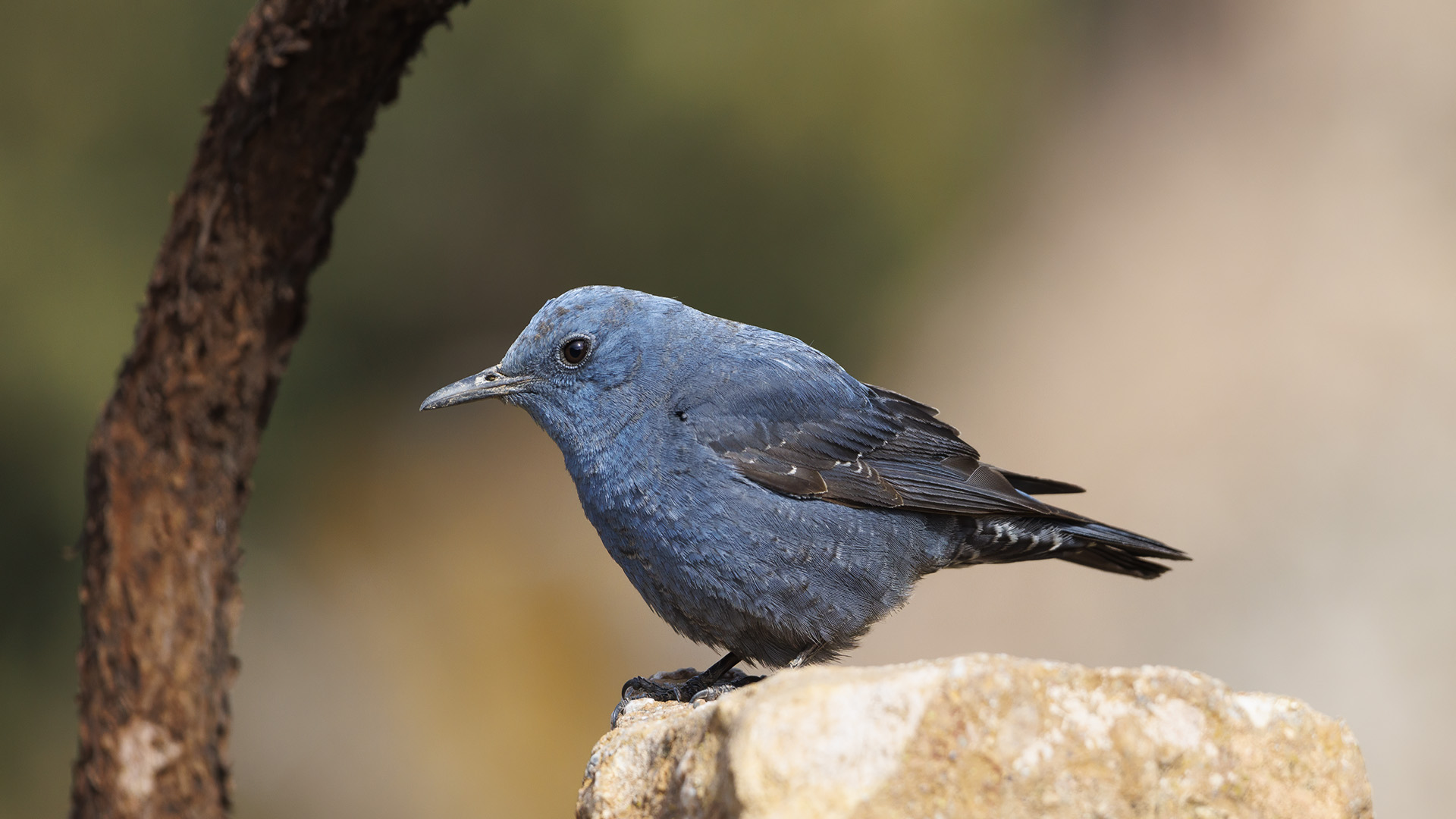 Gökardıç » Blue Rock Thrush » Monticola solitarius