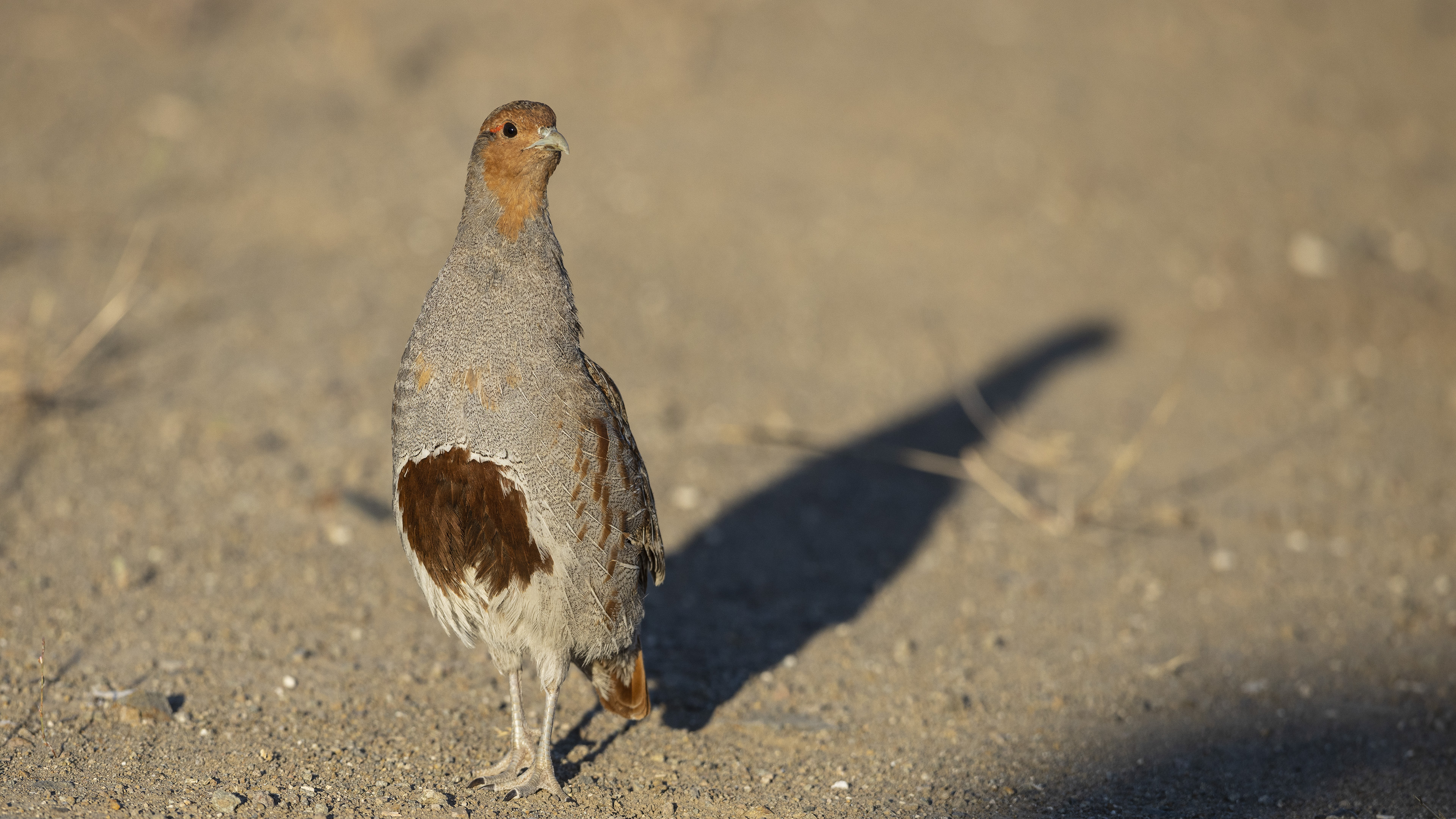 Çilkeklik » Grey Partridge » Perdix perdix
