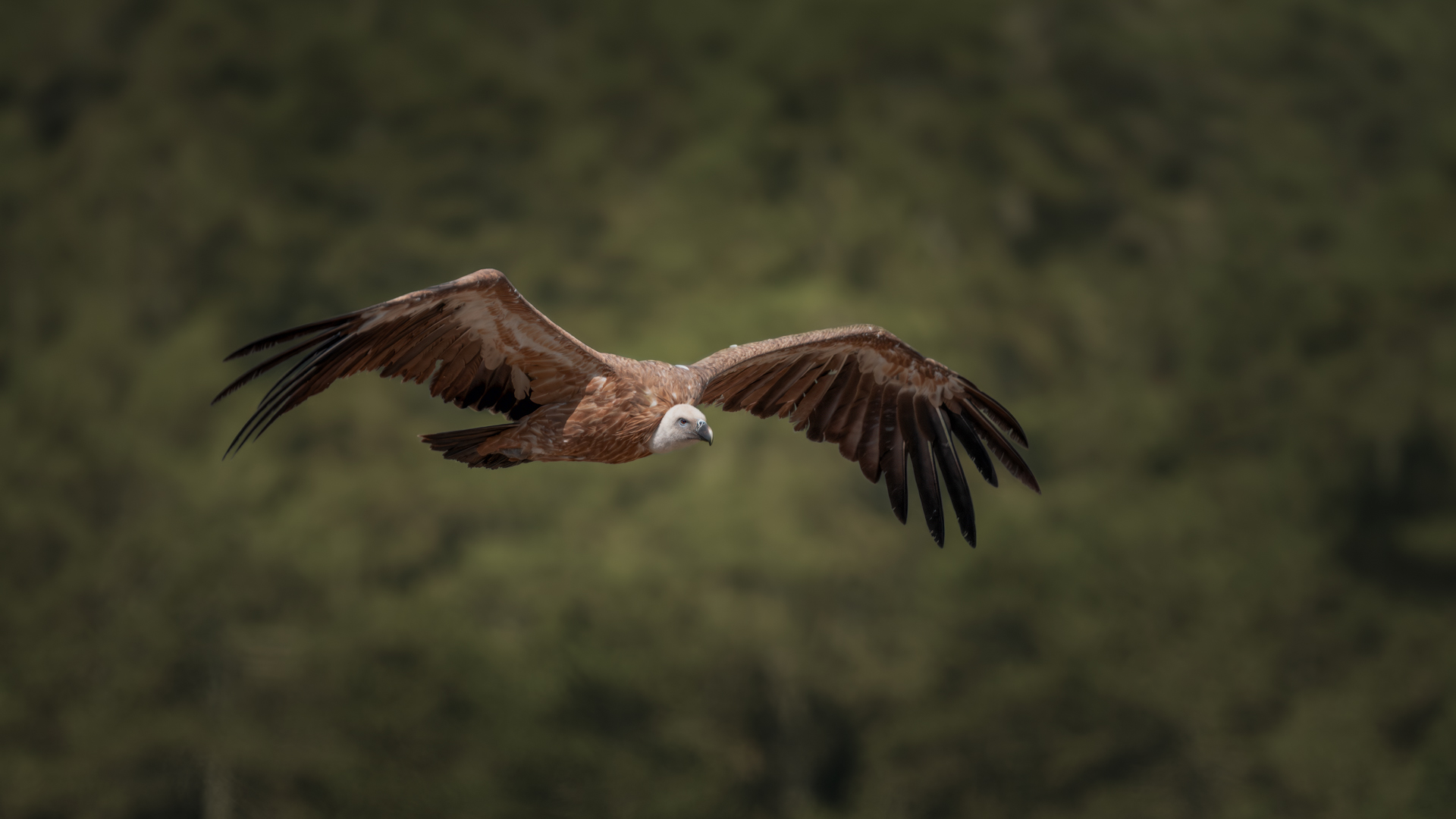 Kızıl akbaba » Griffon Vulture » Gyps fulvus