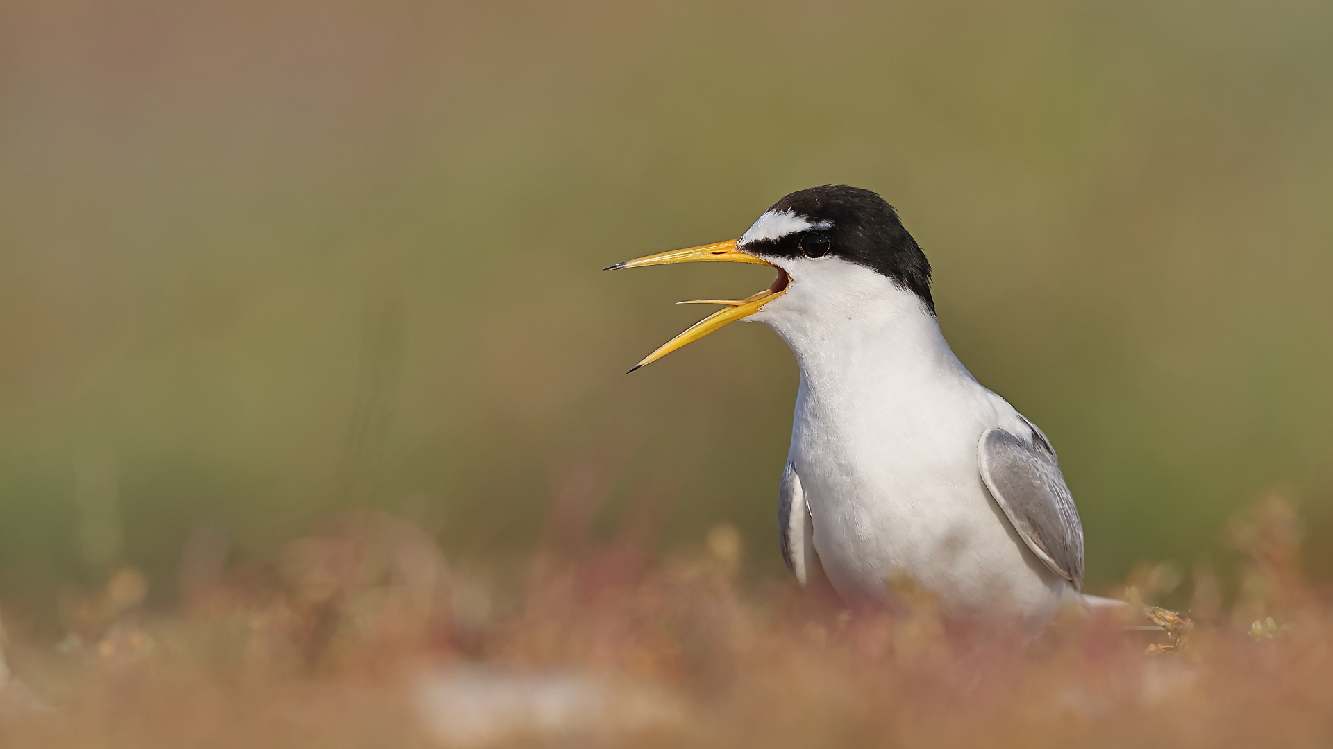 Küçük sumru » Little Tern » Sternula albifrons