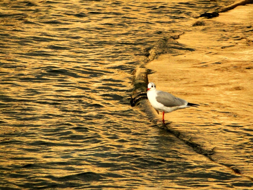 Karabaş martı