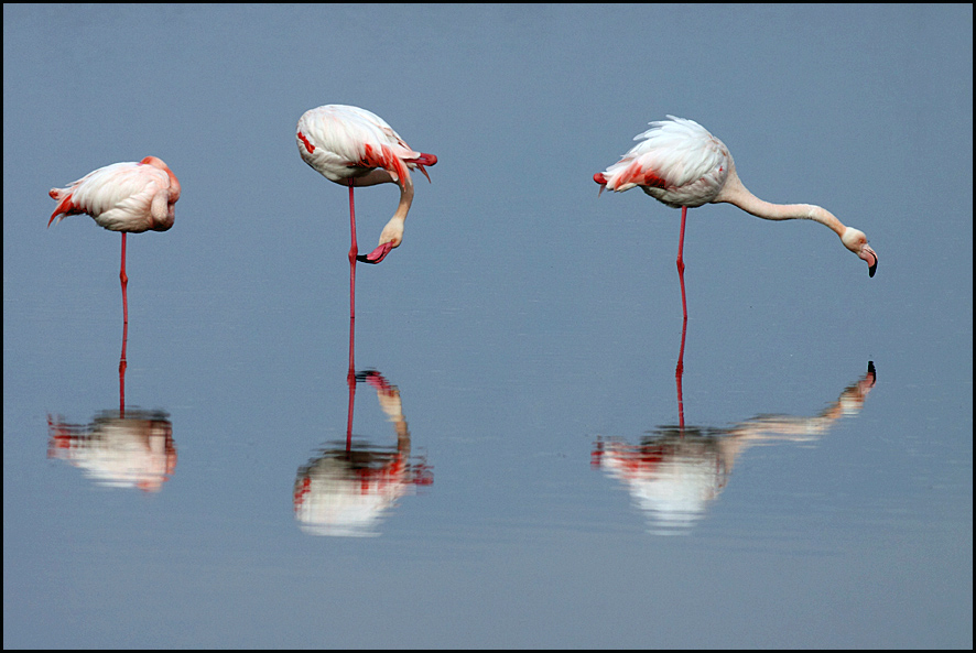 Flamingo