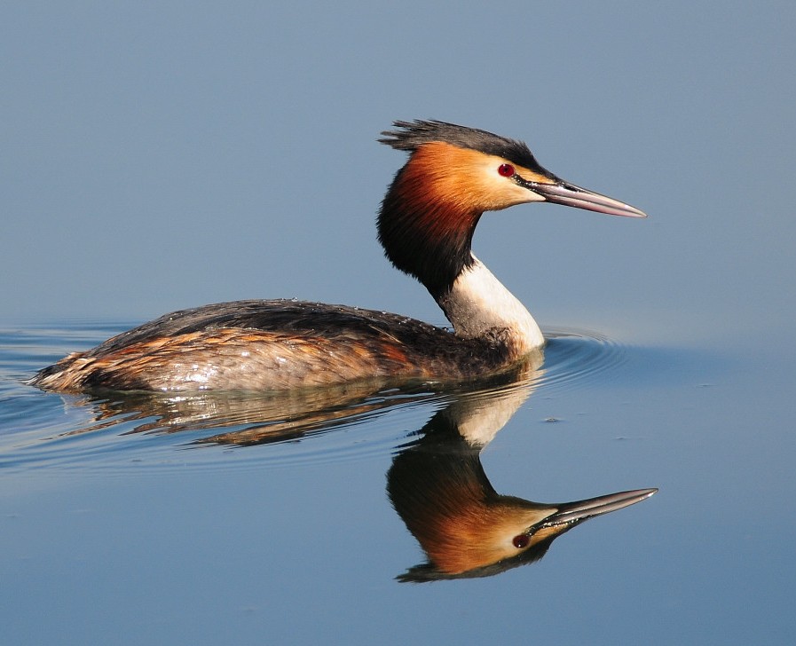 Bahri