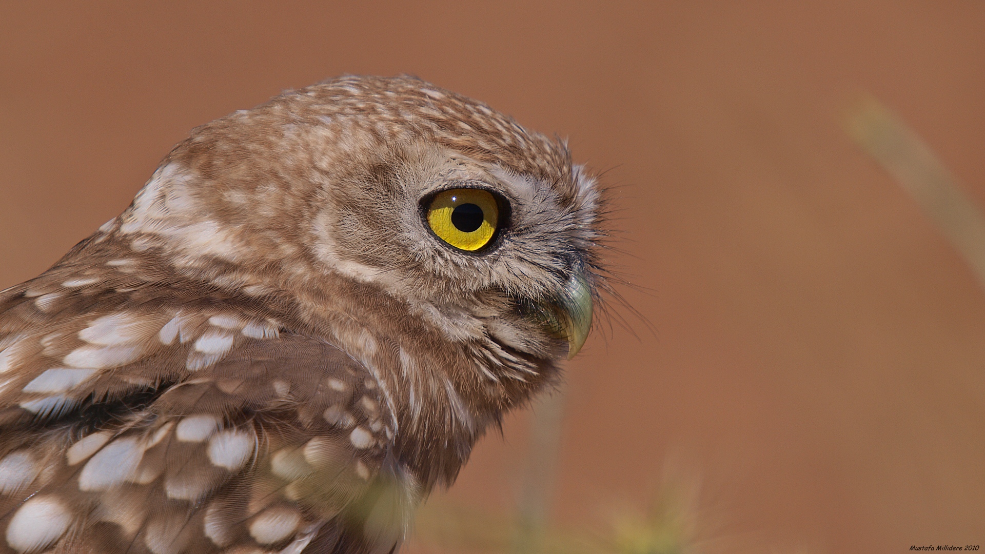 Kukumav » Little Owl » Athene noctua