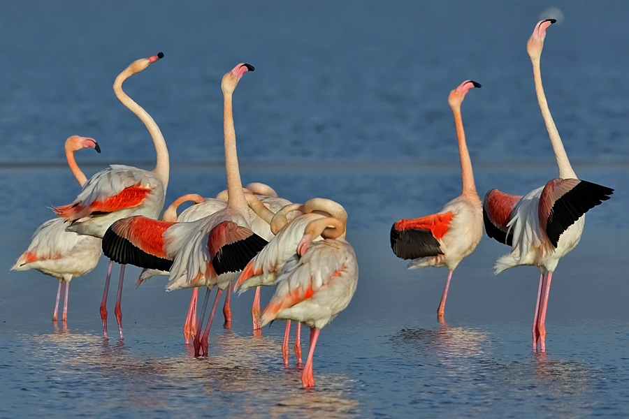 Flamingo
