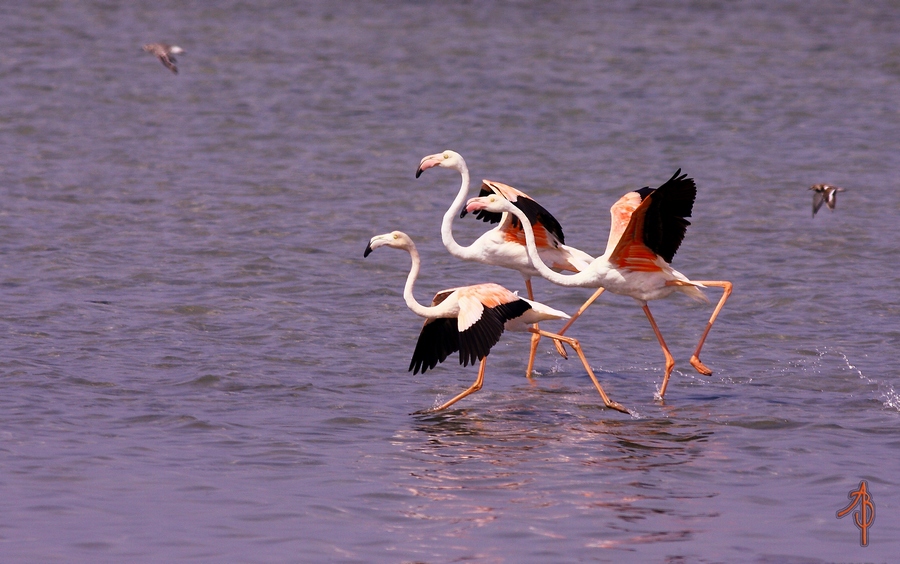 Flamingo