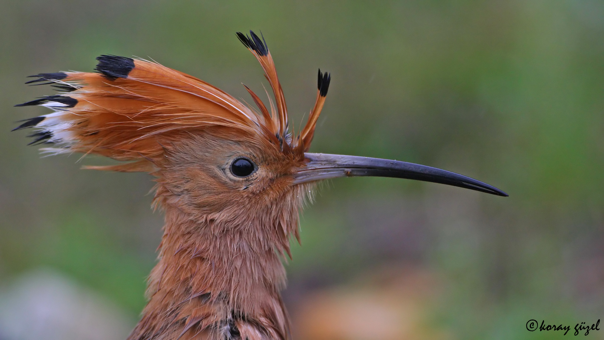İbibik » Eurasian Hoopoe » Upupa epops