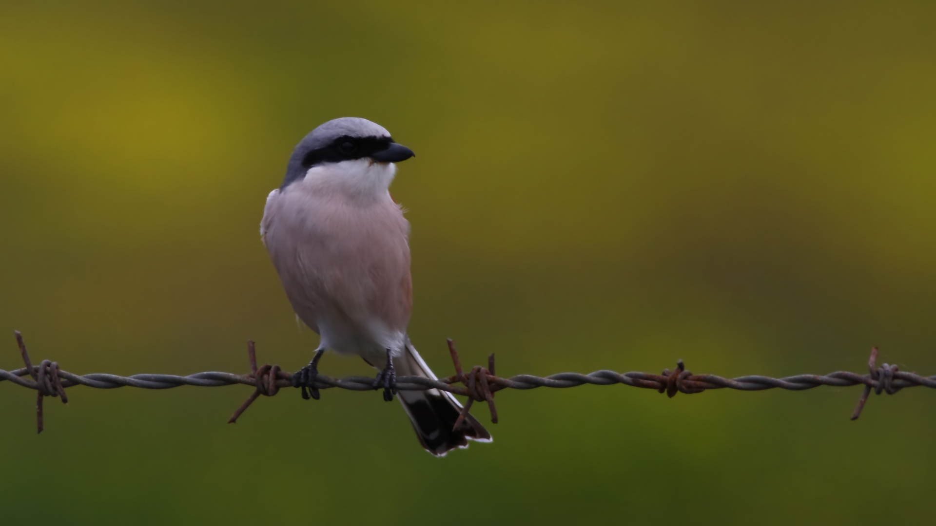 Kızılsırtlı örümcekkuşu » Red-backed Shrike » Lanius collurio