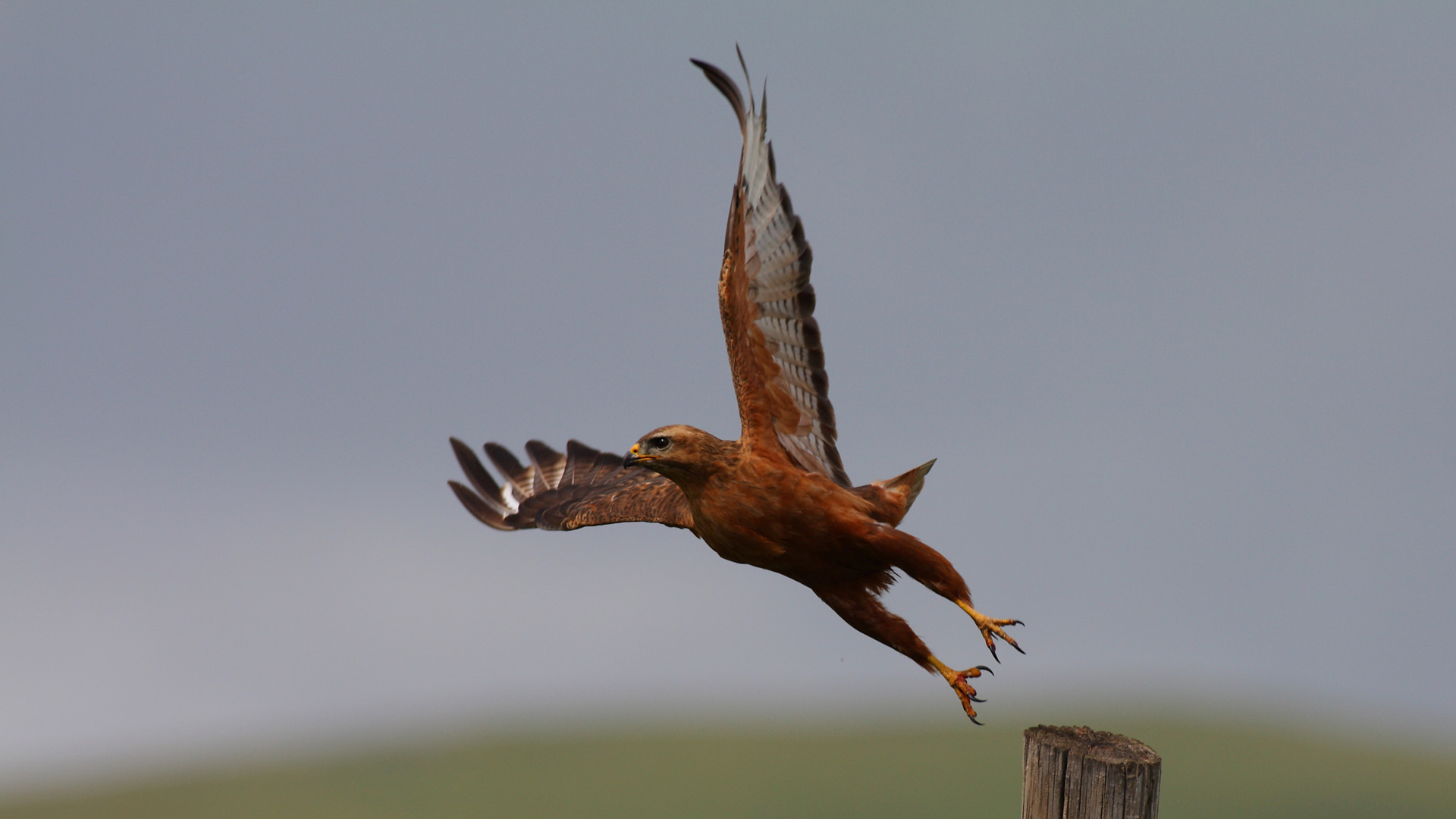 Kızıl şahin » Long-legged Buzzard » Buteo rufinus