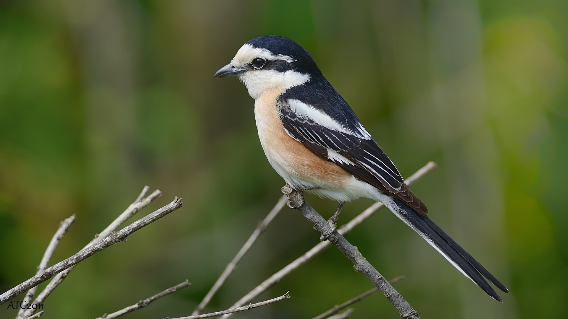 Maskeli örümcekkuşu » Masked Shrike » Lanius nubicus