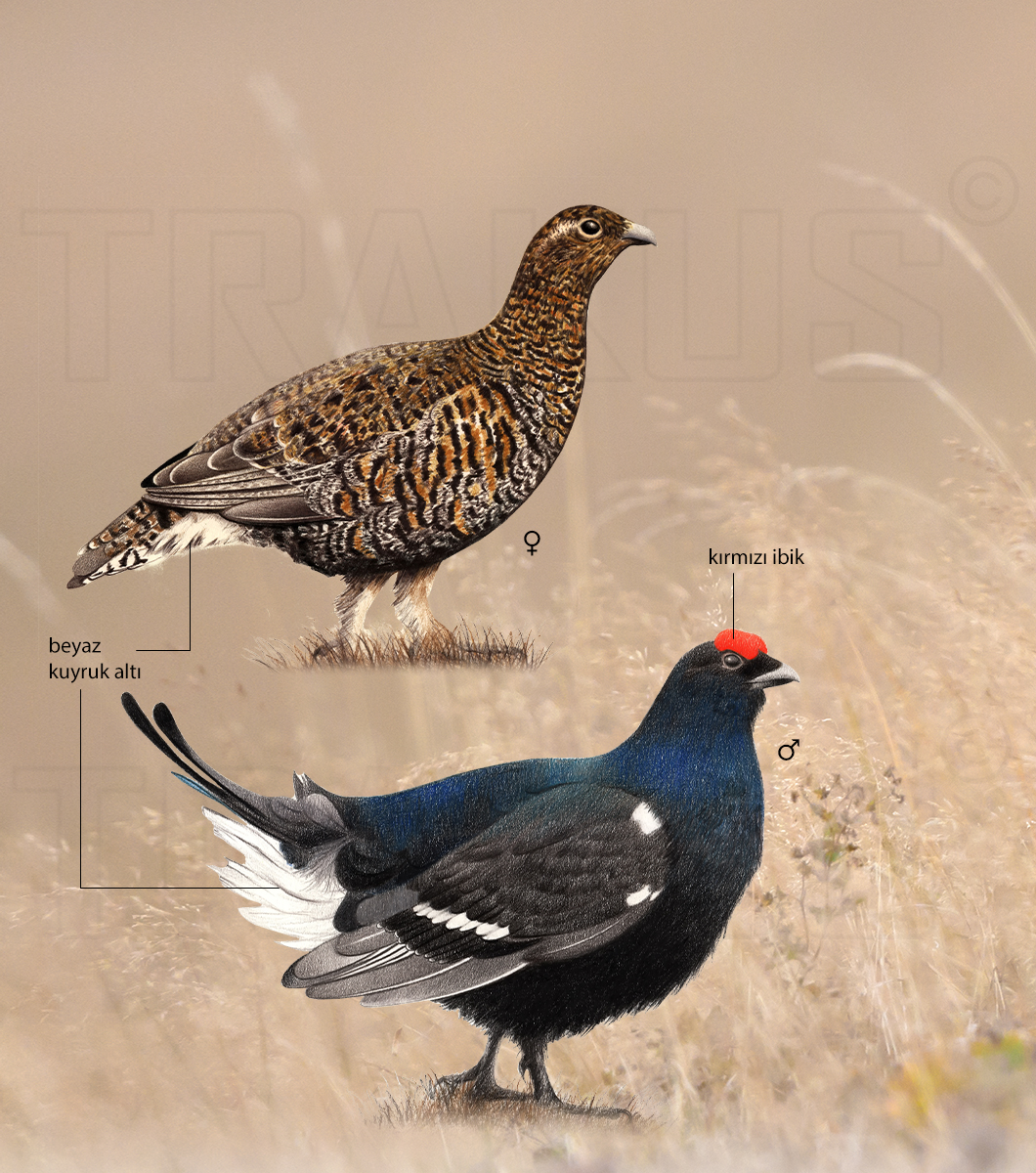 Black Grouse
