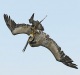 falco