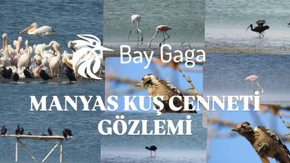 Manyas Kuş Cenneti Videosu