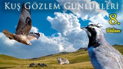 Kuş Gözlem Günlükleri - 8