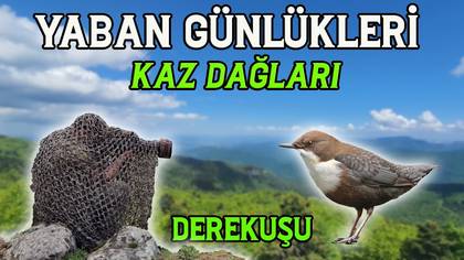 Kaz dağları
