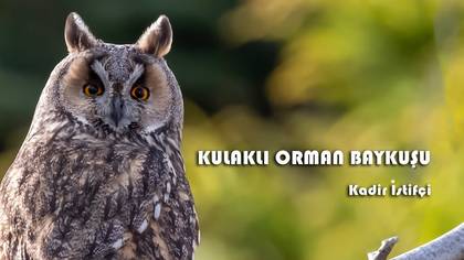 Kulaklı orman baykuşu video