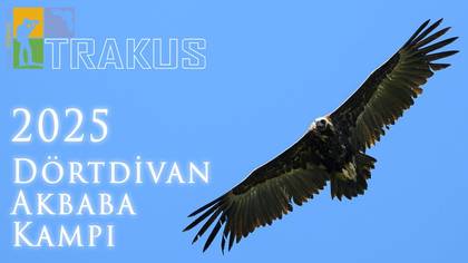 Trakuş 2025 Akbaba Kampı