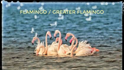 Flamingo 