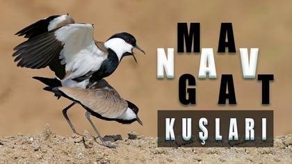 Manavgat Kuşları