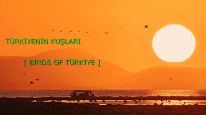 TÜRKİYENİN KUŞLARI
