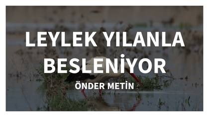 LEYLEK YILANLA BESLENİYOR 