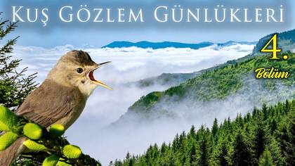 Kuş Günlükleri - 4